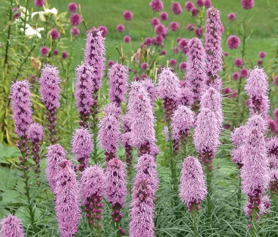 Liatris flower: how to grow a perennial, planting, care, photo, description, reviews