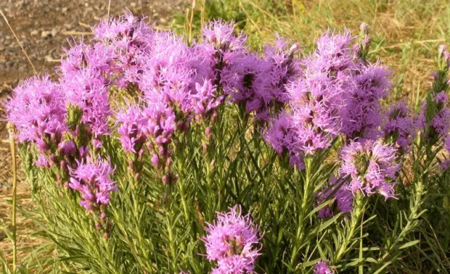 Liatris flower: how to grow a perennial, planting, care, photo, description, reviews