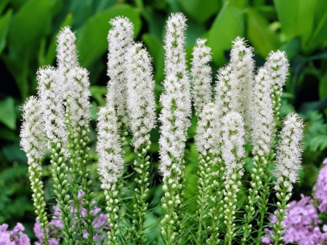 Liatris flower: how to grow a perennial, planting, care, photo, description, reviews