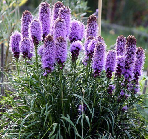 Liatris flower: how to grow a perennial, planting, care, photo, description, reviews