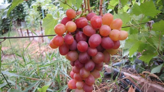 Libya grapes