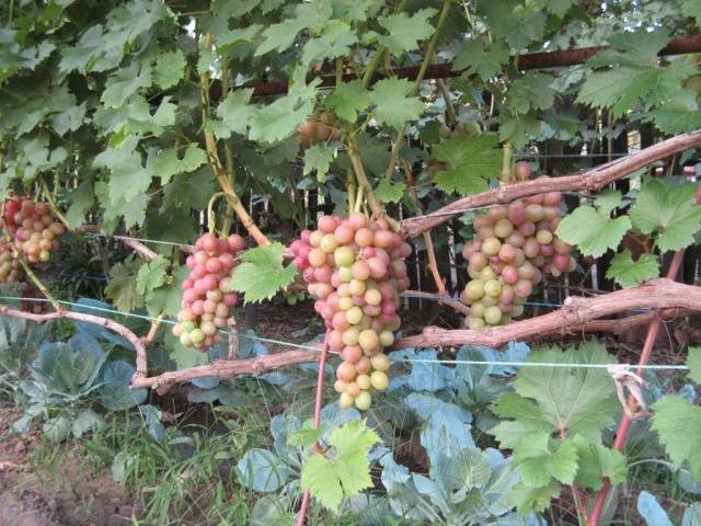 Libya grapes