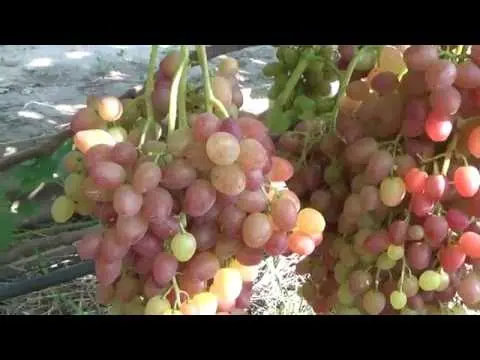 Libya grapes