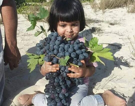 Libya grapes