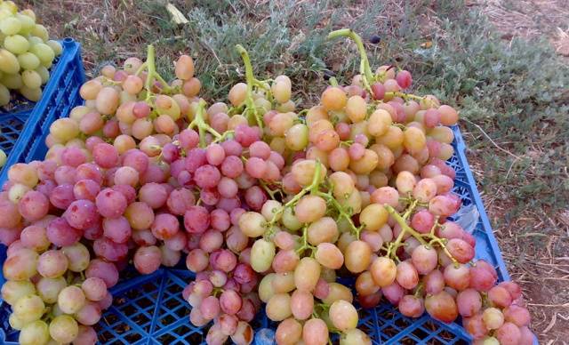 Libya grapes