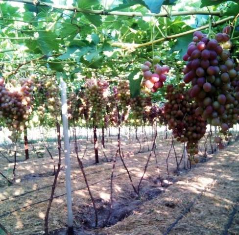 Libya grapes