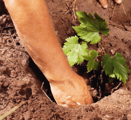 Libya grapes