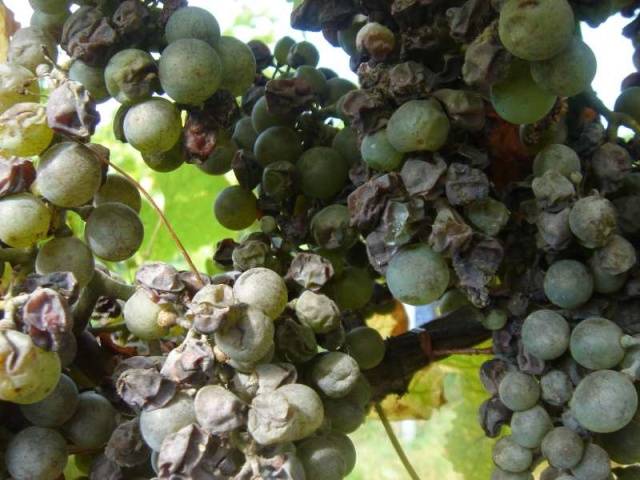 Libya grapes