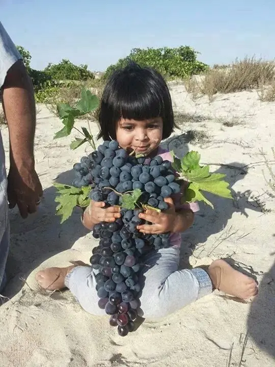 Libya grapes