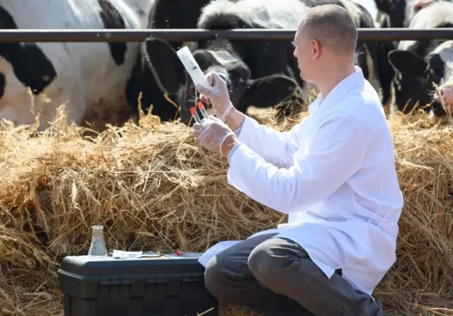 Lice in cattle