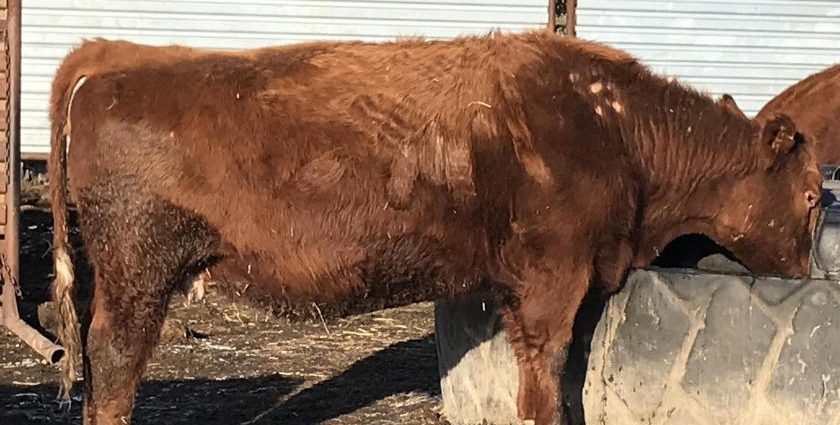 Lice in cattle