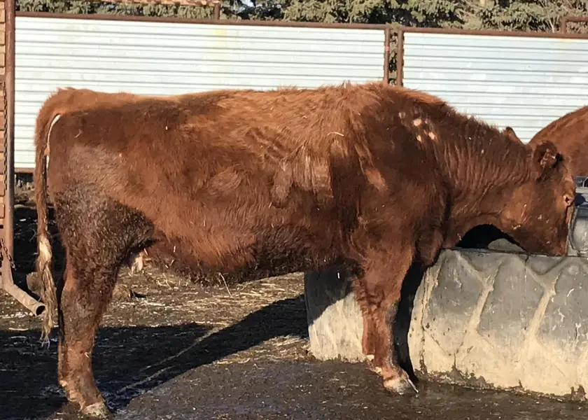 Lice in cattle