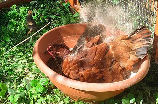 Lice in chickens: how to remove