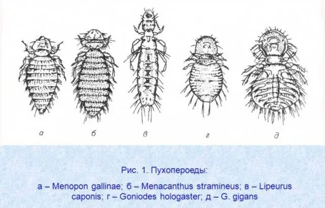 Lice in chickens: how to remove