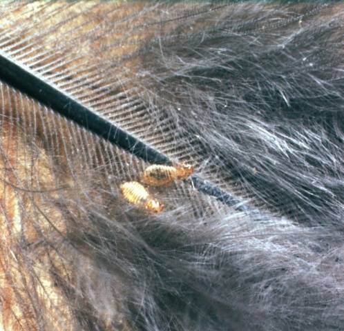 Lice in chickens: how to remove