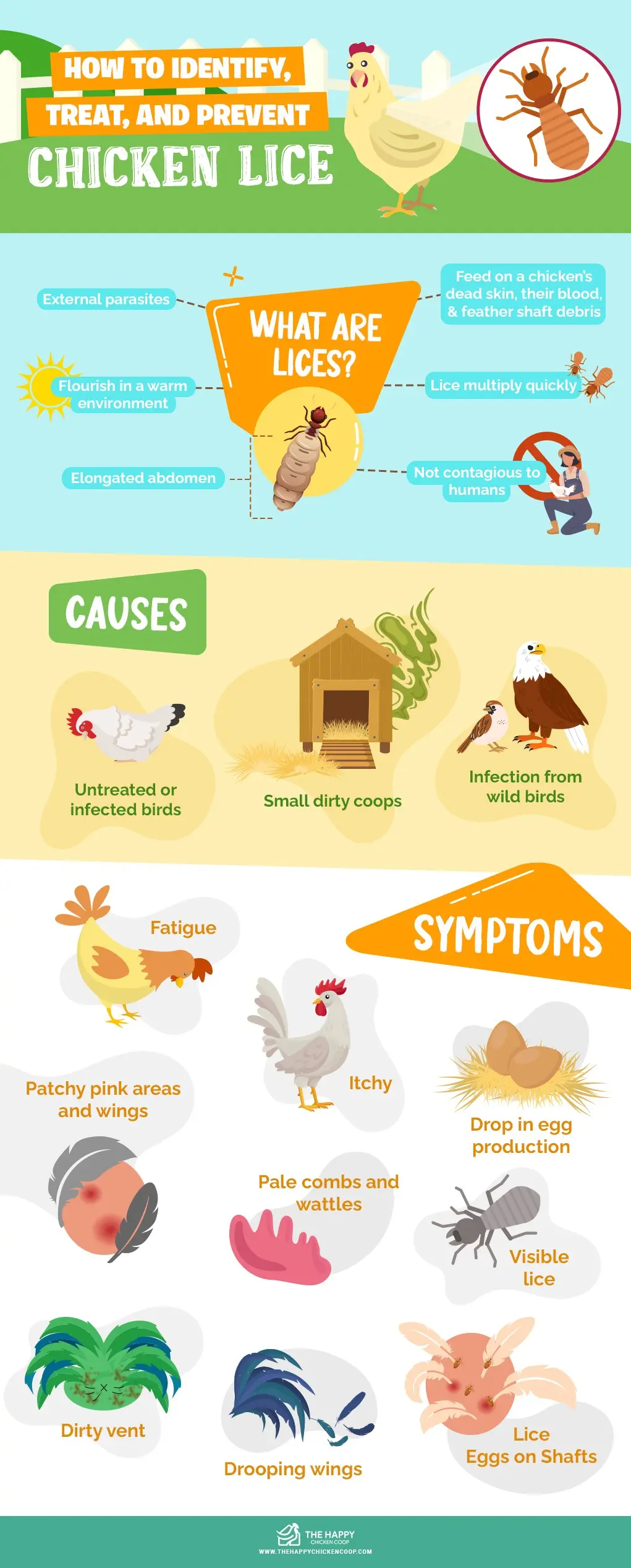 Lice in chickens: how to remove