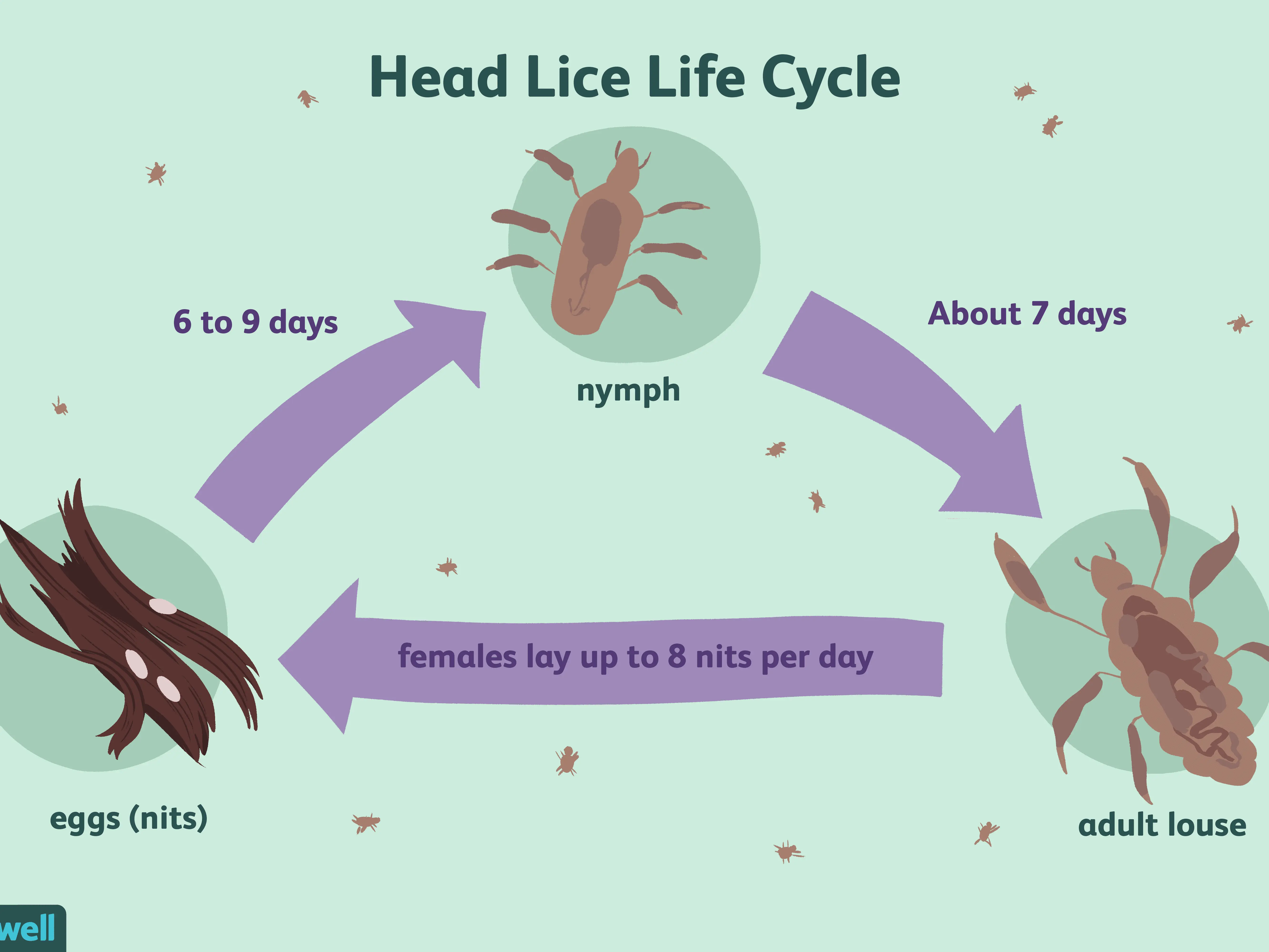 Lice &#8211; symptoms, treatment and prevention of head lice in children and adults [EXPLAINED]