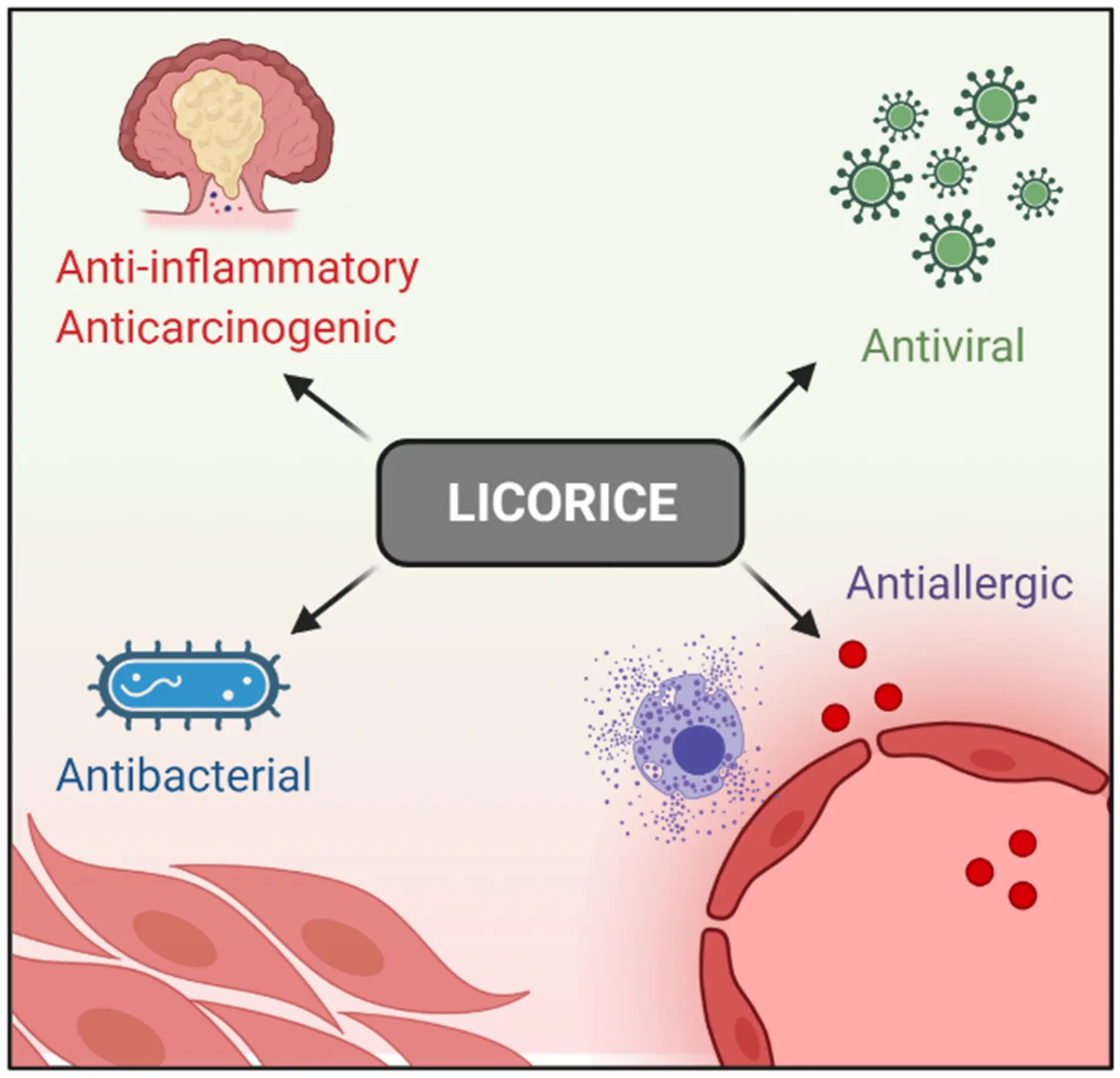 Licorice contains compounds that inhibit the development of melanoma