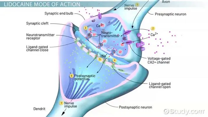 Lidocaine &#8211; action, purpose, interactions with other drugs