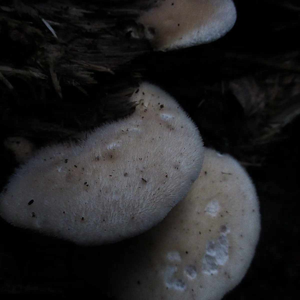 Lignomyces Vetlinsky (Lignomyces vetlinianus) photo and description