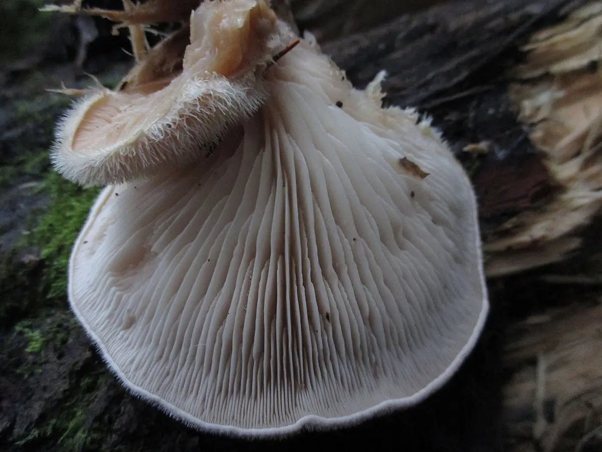 Lignomyces Vetlinsky (Lignomyces vetlinianus) photo and description