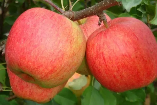 Ligol apple tree: variety description with photo and video