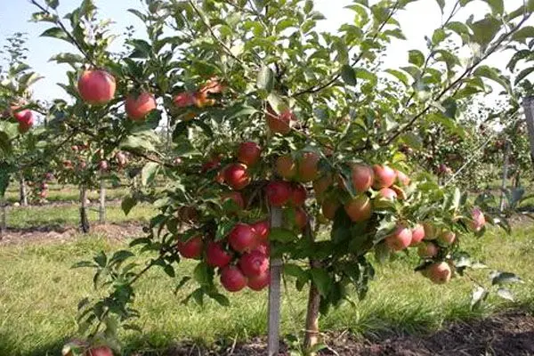 Ligol apple tree: variety description with photo and video