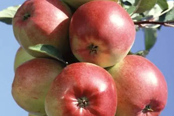 Ligol apple tree: variety description with photo and video