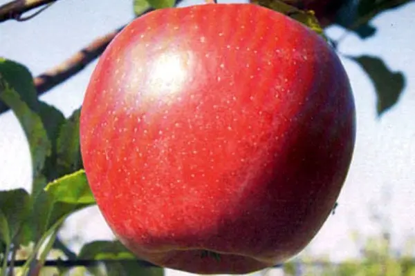 Ligol apple tree: variety description with photo and video