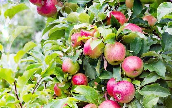 Ligol apple tree: variety description with photo and video