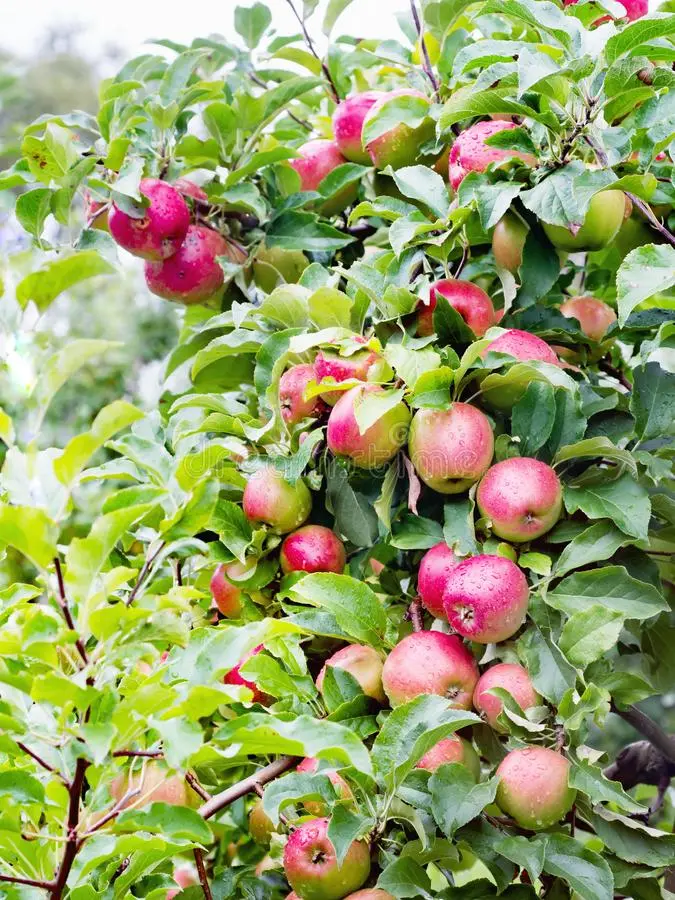 Ligol apple tree: variety description with photo and video