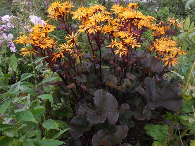 Ligularia serratata Black purple: outdoor cultivation