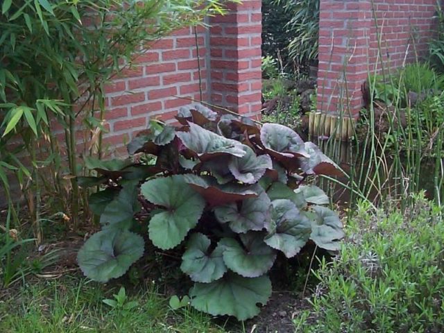 Ligularia serratata Black purple: outdoor cultivation