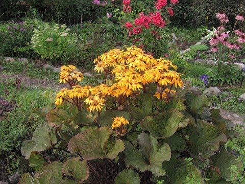 Ligularia serratata Black purple: outdoor cultivation