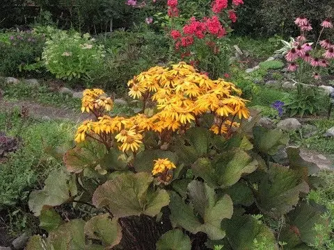 Ligularia serratata Black purple: outdoor cultivation