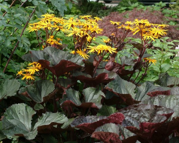 Ligularia serratata Black purple: outdoor cultivation