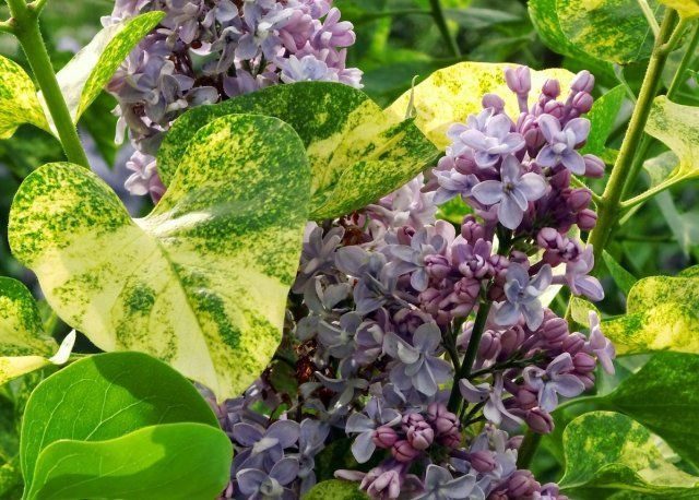 Lilac Aukubafoliya: photo + reviews