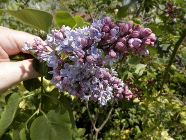 Lilac Aukubafoliya: photo + reviews