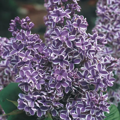 Lilac Aukubafoliya: photo + reviews