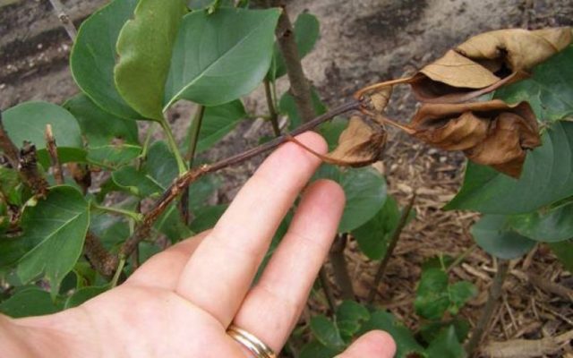 Lilac diseases: leaves, trunk, how to treat