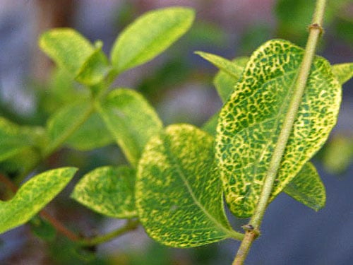 Lilac diseases: leaves, trunk, how to treat