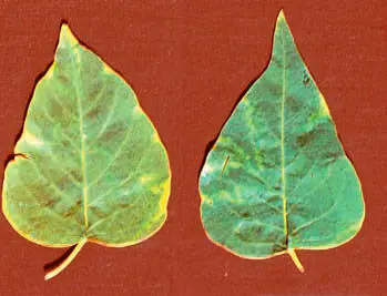 Lilac diseases: leaves, trunk, how to treat