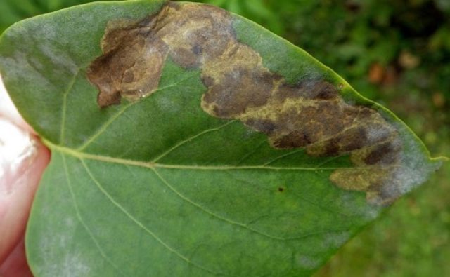 Lilac diseases: leaves, trunk, how to treat