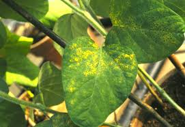 Lilac diseases: leaves, trunk, how to treat