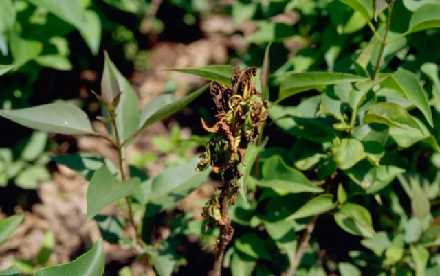 Lilac diseases: leaves, trunk, how to treat