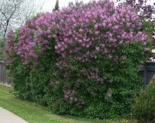 Lilac hedge: photo, varieties