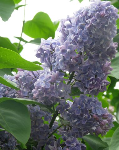 Lilac hedge: photo, varieties