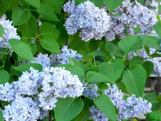 Lilac hedge: photo, varieties