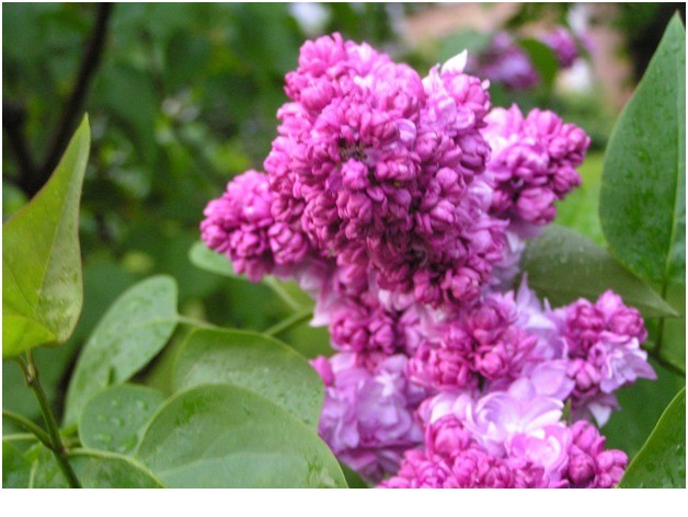 Lilac hedge: photo, varieties