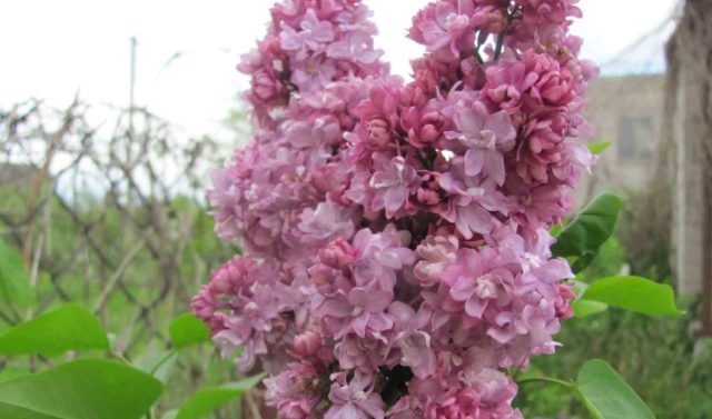 Lilac hedge: photo, varieties